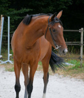 Vente de cheval : JIPI'S GAIL